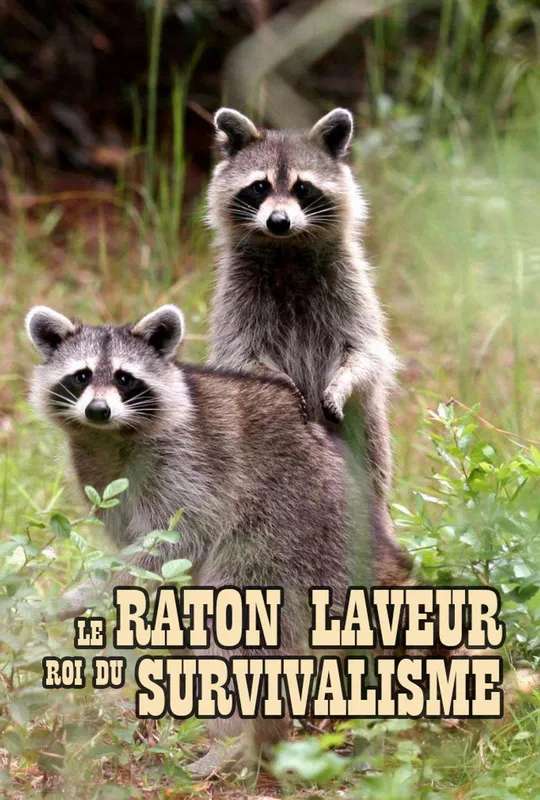 The Raccoon; The King of Survivalism poster
