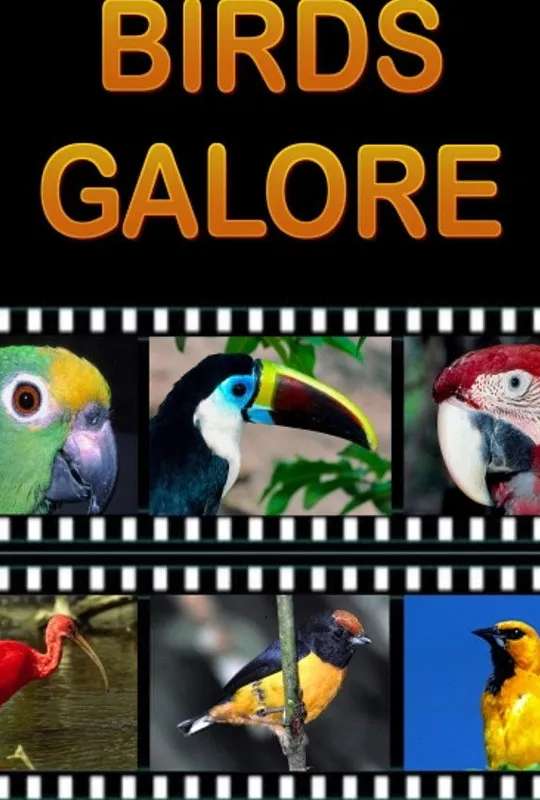 Birds Galore poster