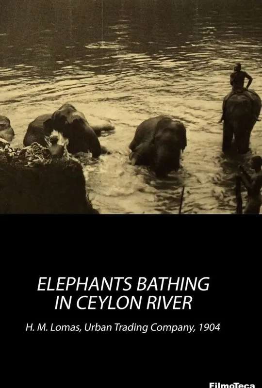 Elephants Bathing in Ceylon River poster
