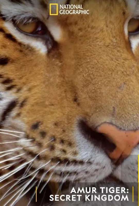 Siberian Tiger, The Secret Kingdom poster