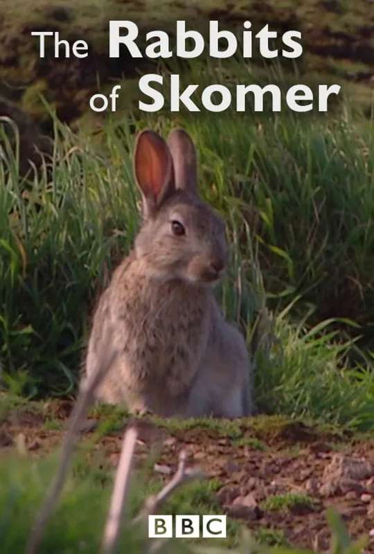 The Rabbits of Skomer poster