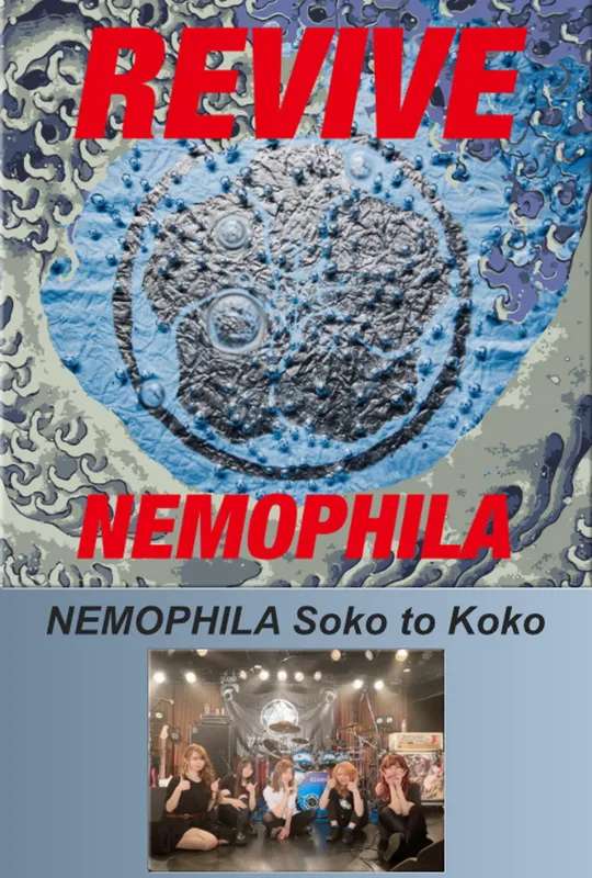 NEMOPHILA Soko to Koko poster