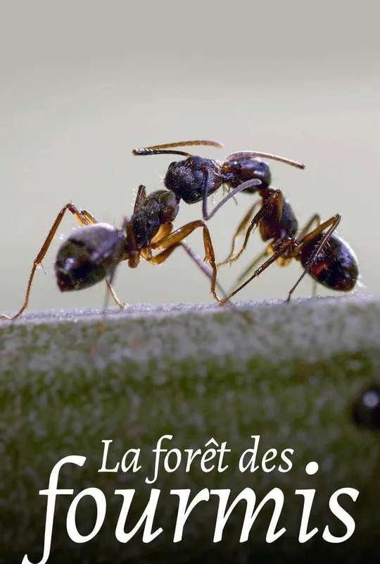 La Forêt des fourmis poster