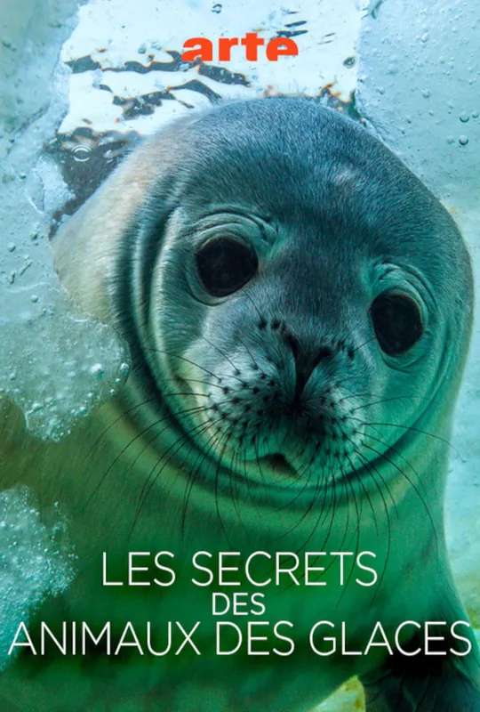 Les Secrets des Animaux des Glaces poster