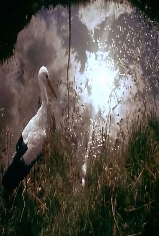 White Storks poster