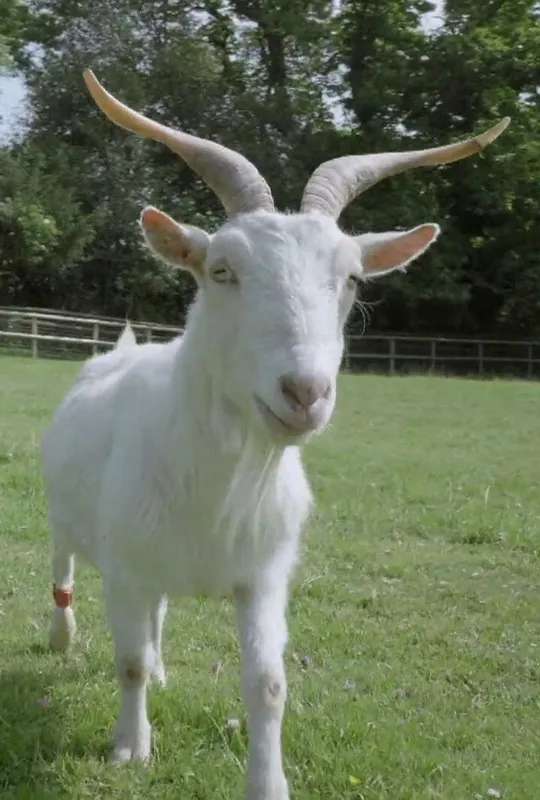 Smart as a Goat poster