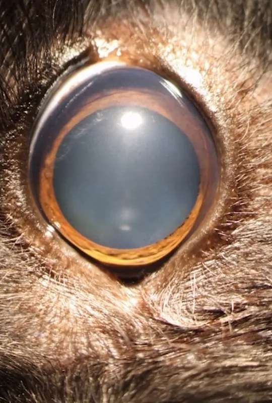 Ellie's Eye poster