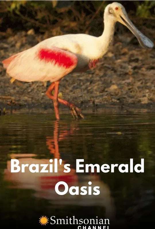 Brazil's Emerald Oasis poster