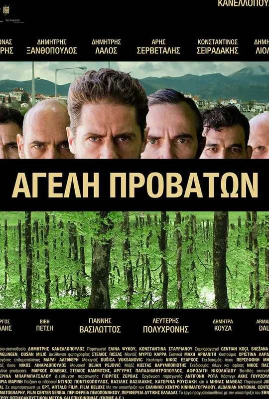 Pack of Sheep poster
