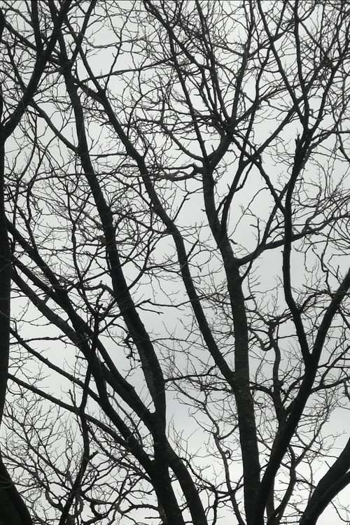 Tree Limbs poster