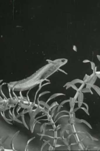 The Life Cycle of the Newt poster
