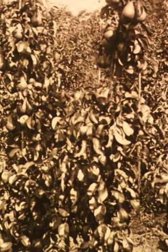 Fruit Harvest in the Netherlands poster