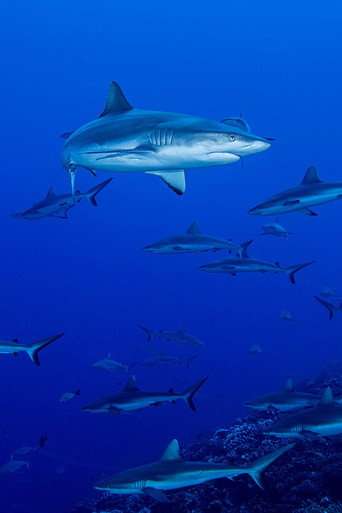 Shark Swarm poster
