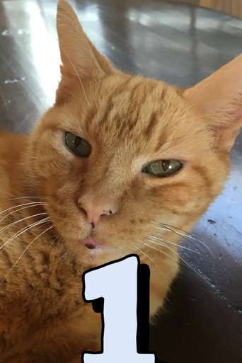 The Adventures of Murphy the Cat #1 poster