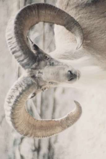 Paradies der Tiere poster