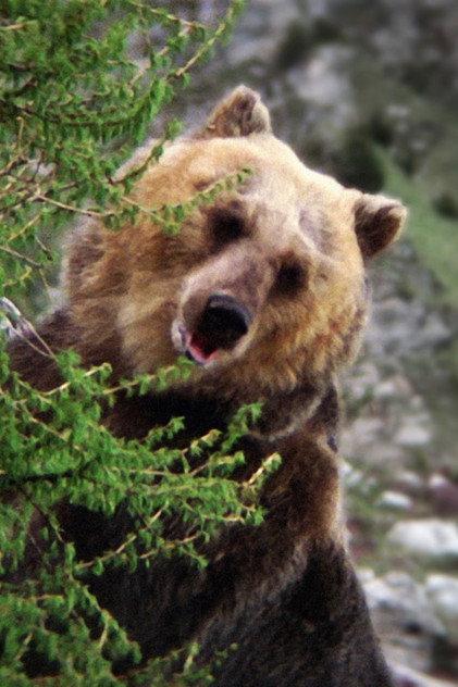 Bozo the Bear