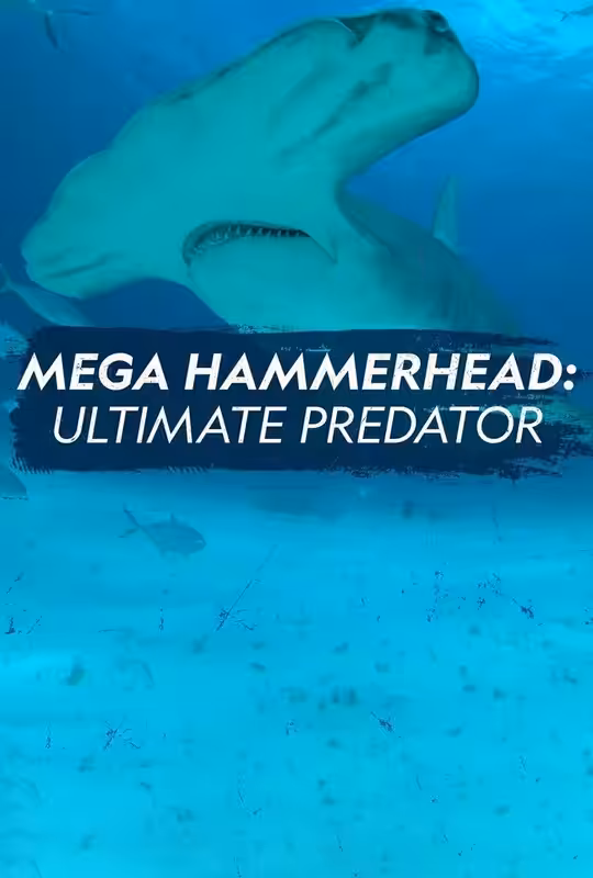 Mega Hammerhead: Ultimate Predator poster