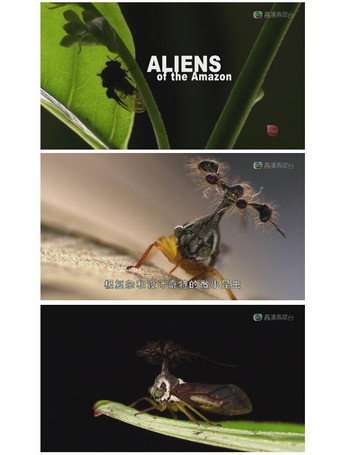 Aliens of the Amazon poster