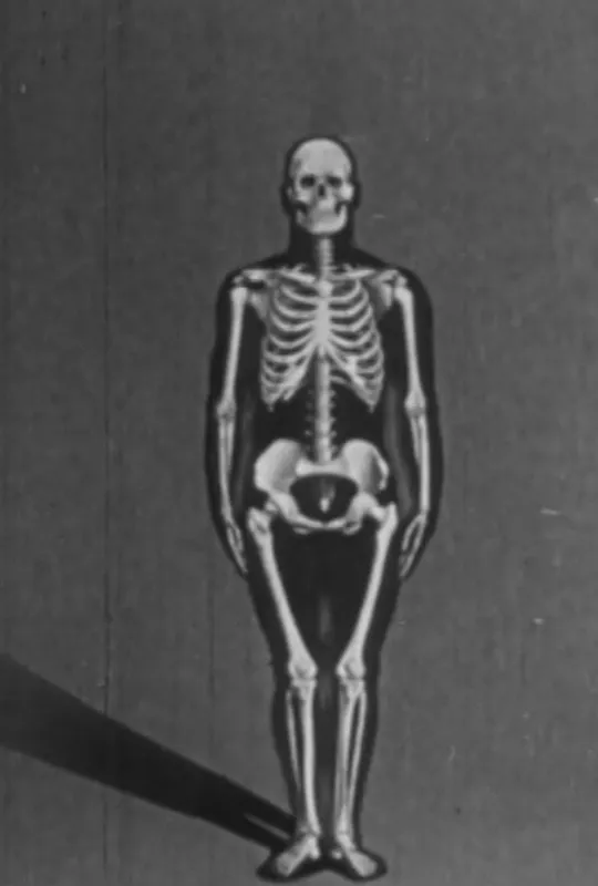 Human skeleton, structure and joints - Part I trailer