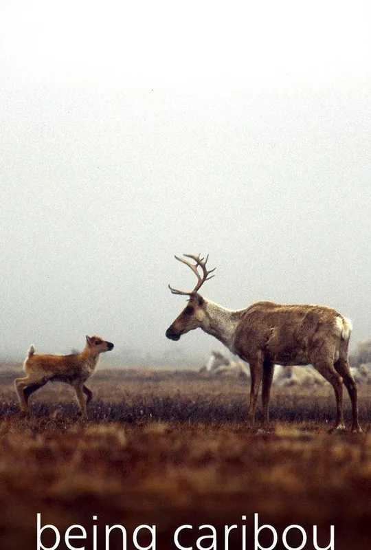 Being Caribou trailer