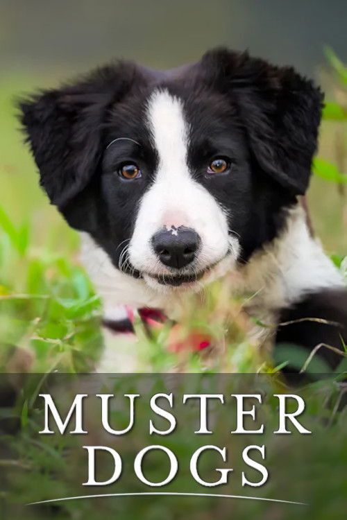 Muster Dogs trailer