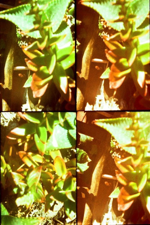 Gardens trailer